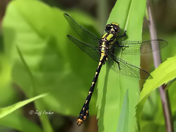 Photo of St. Croix Snaketail