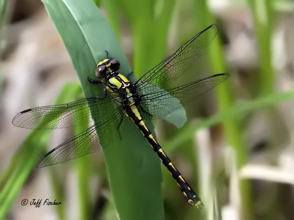 Photo of St. Croix Snaketail