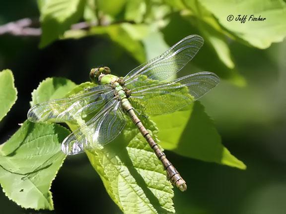 Photo of Rusty Snaketail