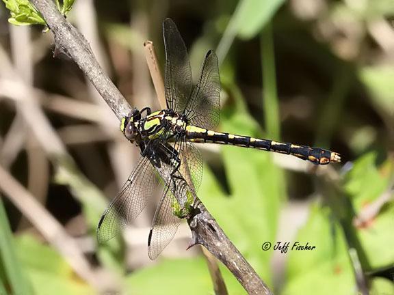 Photo of St. Croix Snaketail