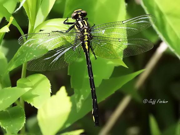 Photo of Rapids Clubtail