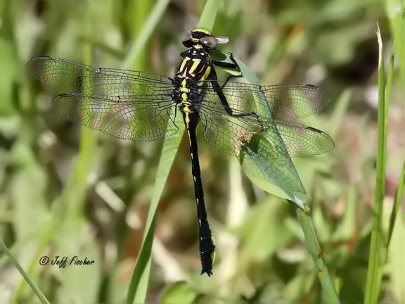 Photo of Rapids Clubtail