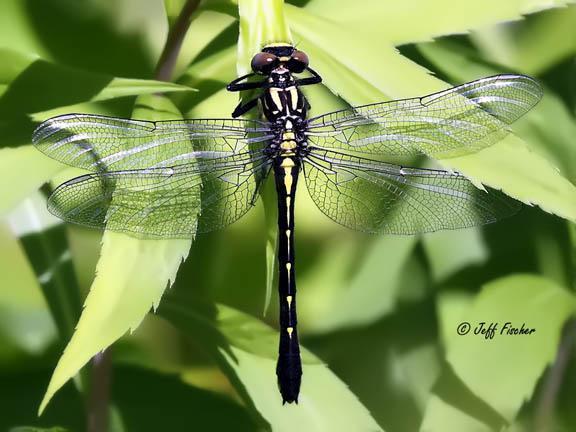 Photo of Rapids Clubtail