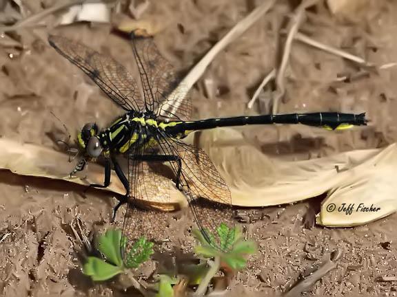 Photo of Rapids Clubtail