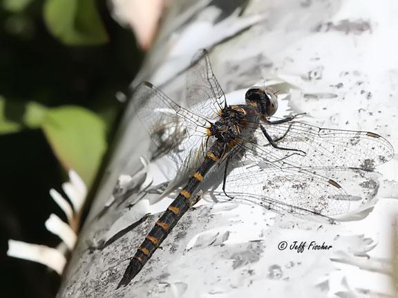 Photo of Ringed Boghaunter