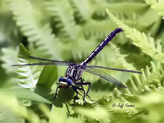 Photo of Horned Clubtail