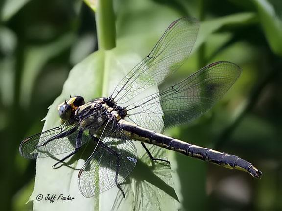 Photo of Horned Clubtail