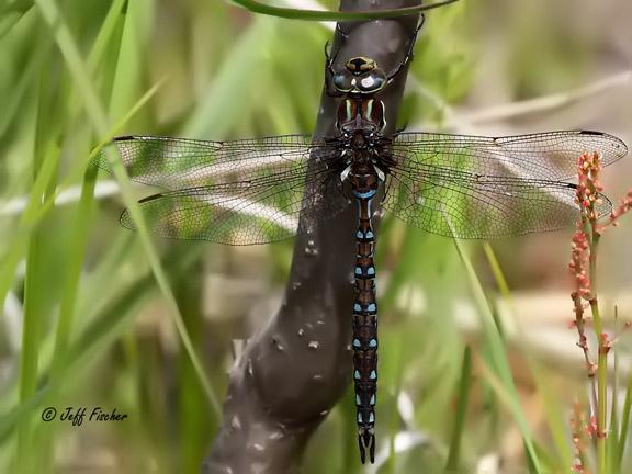 Photo of Springtime Darner