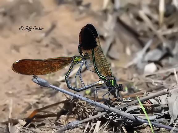 Photo of River Jewelwing