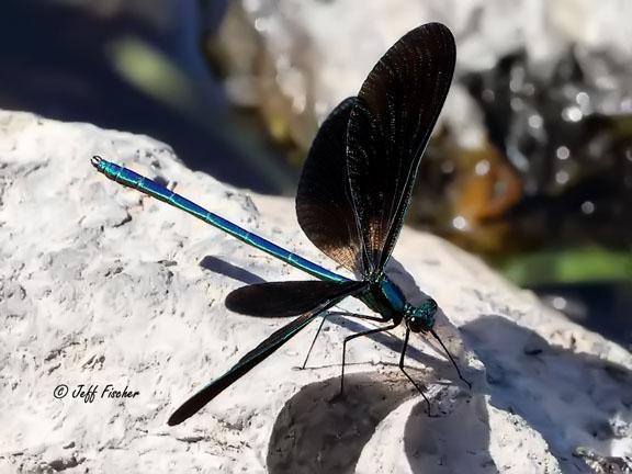 Photo of Ebony Jewelwing