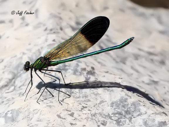 Photo of River Jewelwing