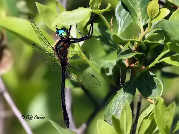 Photo of Racket-tailed Emerald