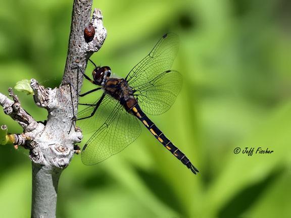 Photo of Spiny Baskettail