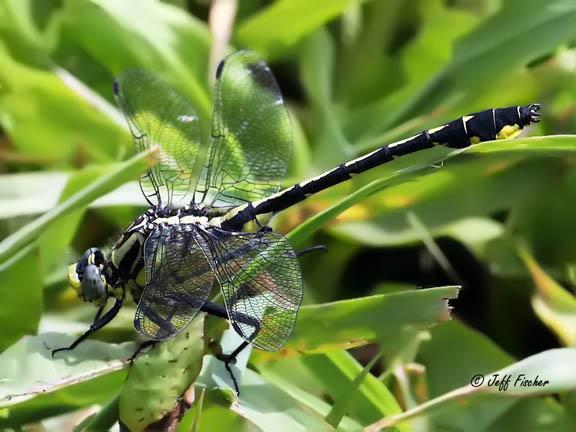 Photo of Midland Clubtail