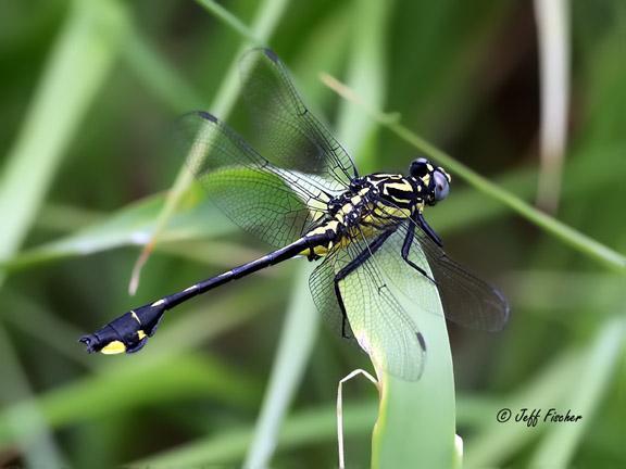 Photo of Cobra Clubtail