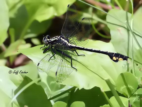 Photo of Skillet Clubtail