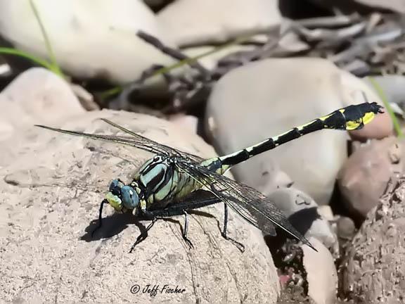 Photo of Midland Clubtail