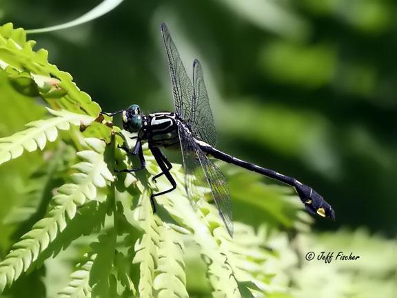 Photo of Cobra Clubtail