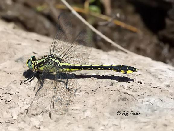 Photo of Midland Clubtail