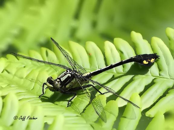 Photo of Skillet Clubtail