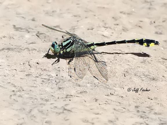 Photo of Midland Clubtail