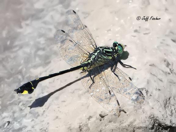 Photo of Cobra Clubtail