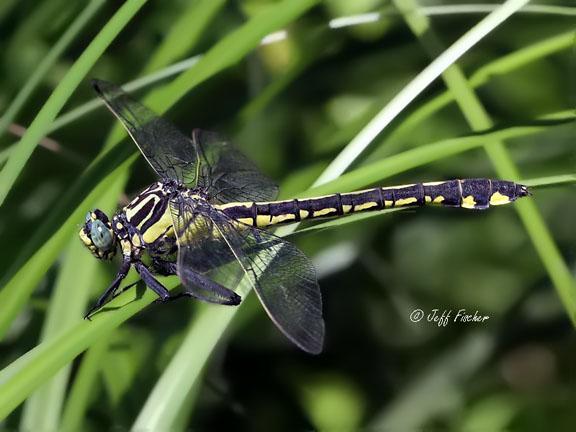 Photo of Splendid Clubtail