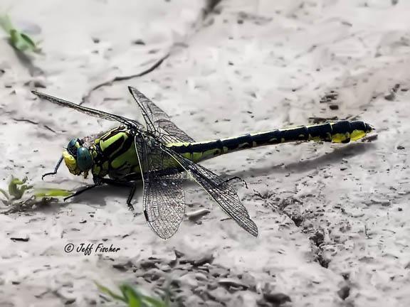 Photo of Midland Clubtail