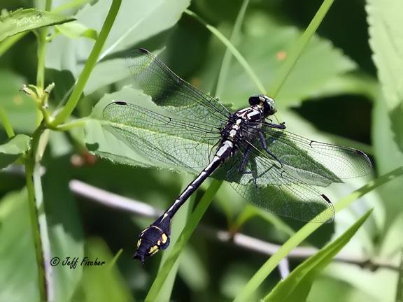 Photo of Skillet Clubtail