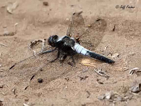 Photo of Chalk-fronted Corporal