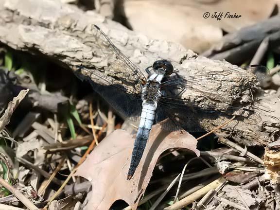 Photo of Chalk-fronted Corporal