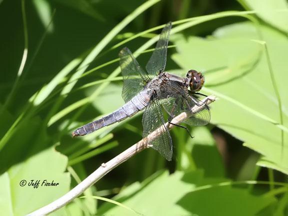 Photo of Chalk-fronted Corporal