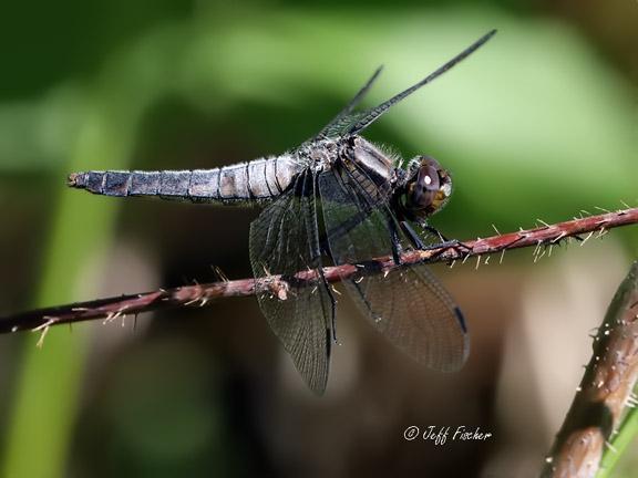 Photo of Chalk-fronted Corporal