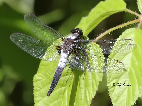Photo of Chalk-fronted Corporal