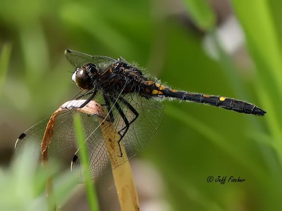 Photo of Dot-tailed Whiteface