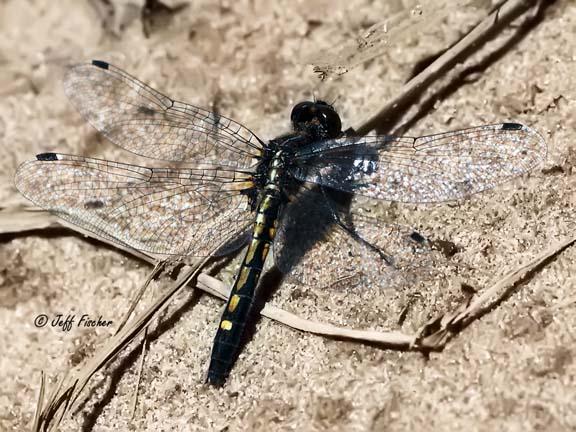 Photo of Dot-tailed Whiteface