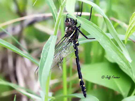 Photo of Swift River Cruiser (Illinois River Cruiser ssp.)