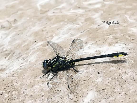 Photo of Rapids Clubtail