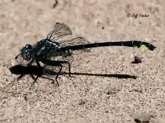 Photo of Rapids Clubtail