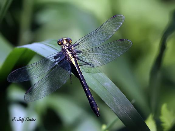 Photo of Rapids Clubtail