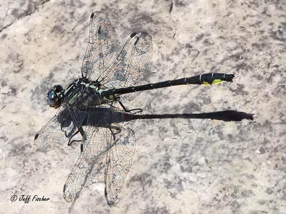 Photo of Rapids Clubtail