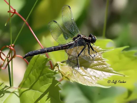 Photo of Rapids Clubtail