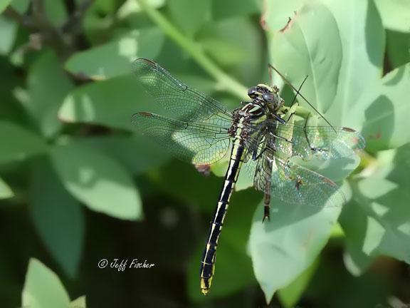 Photo of Lancet Clubtail