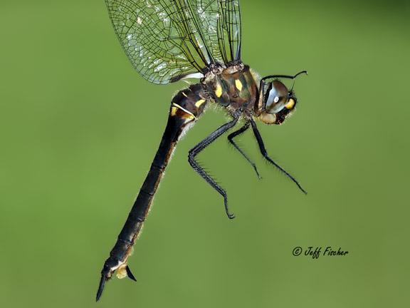 Photo of Ocellated Emerald