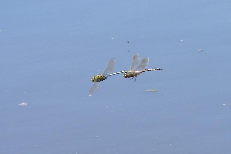 Photo of Common Green Darner