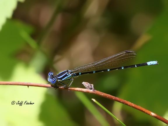 Photo of Blue-ringed Dancer