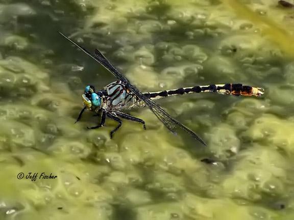 Photo of Unicorn Clubtail