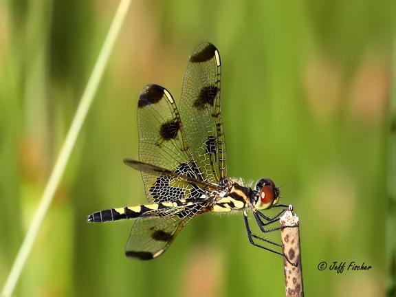 Photo of Calico Pennant
