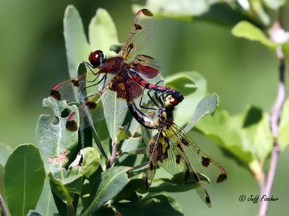 Photo of Calico Pennant