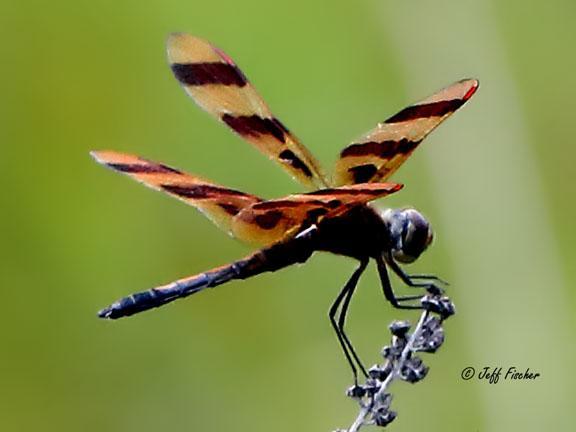 Photo of Halloween Pennant